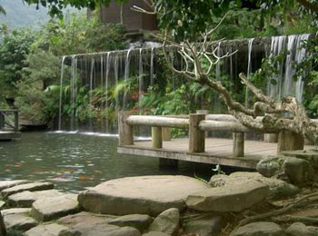 大板根